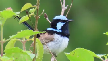 A Superb fairy wren male on a branch.