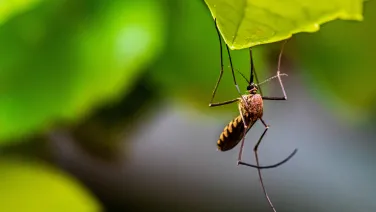 A mosquito hangs beneath a leaf in a lush green environment.