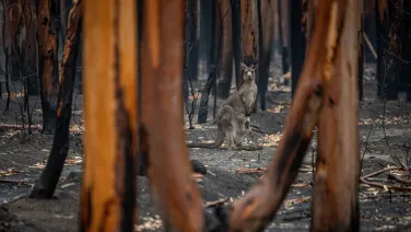 Kangaroo with joey in burnt forest