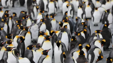 PENGUINS. As far as the eye can see.