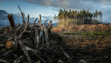 Logging