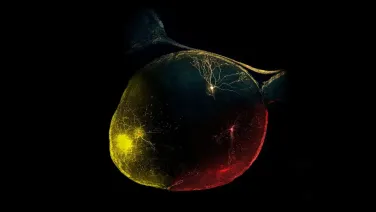Artist's reconstruction of a mouse eye