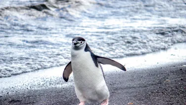 Penguin antarctica