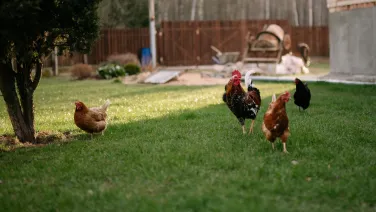 Hens and roosters on grass in a backyard