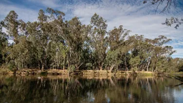 River with reflections of trees