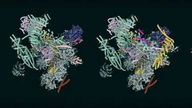spliceosomes