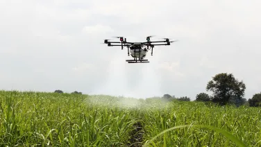 Spraying sugar cane