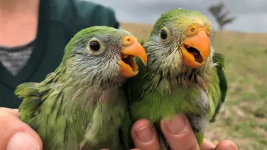Two young parrots being held in hands