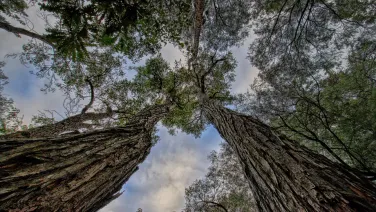 Tall trees viewed from below