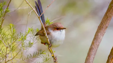 A young male superb fairy-wren