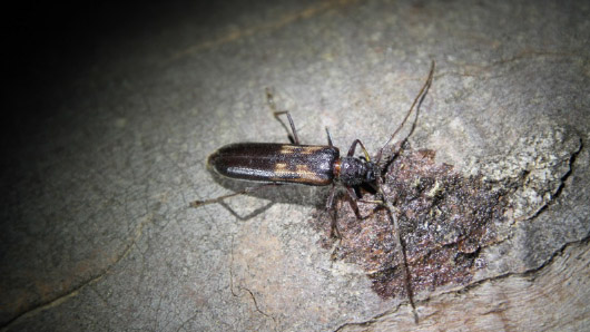 An image of a beetle on a tree taken at night.