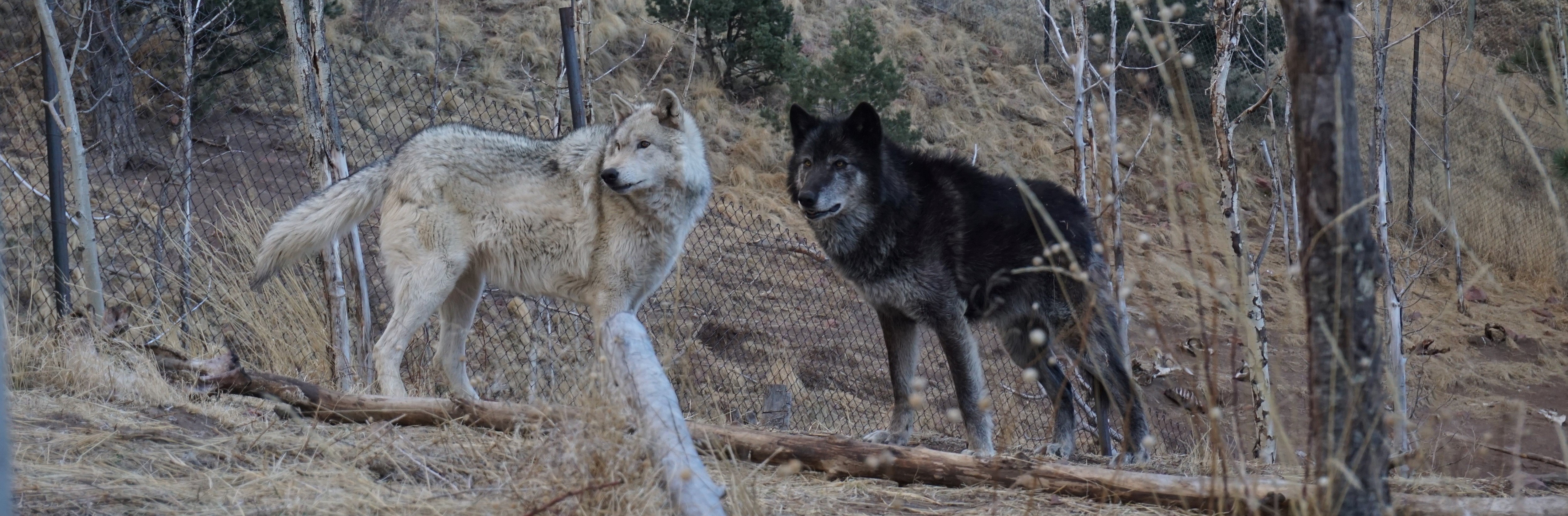 Photo: Pele Cannon, supplied Two wolves in an enclosure
