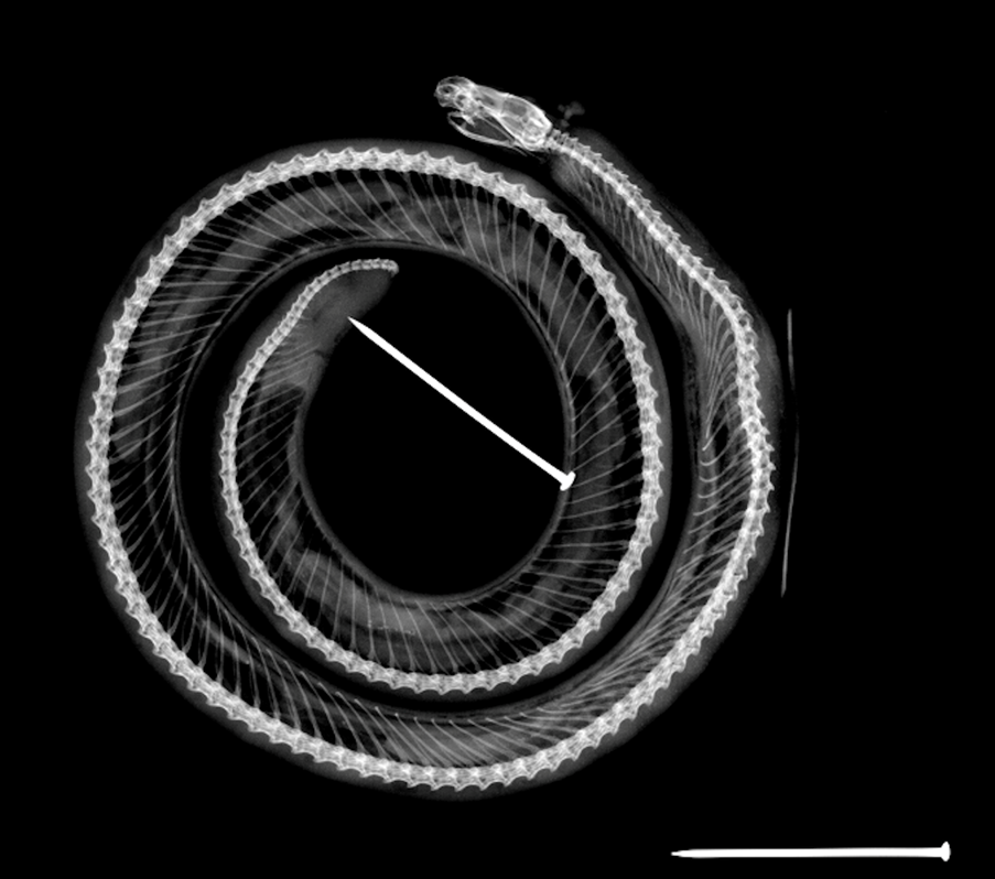 X-ray image of a blind snake, with a nail for scale. Credit: Putter Tiatragul X-ray of a blind snake